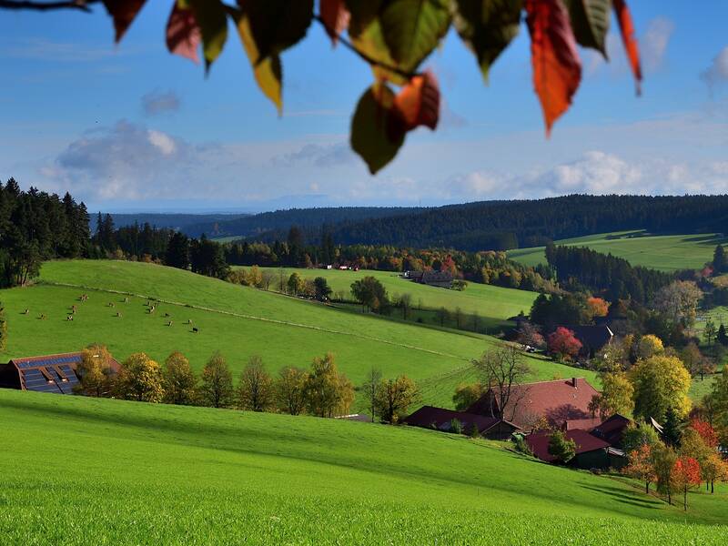 Landschaftsblick mit grünen Wiesen