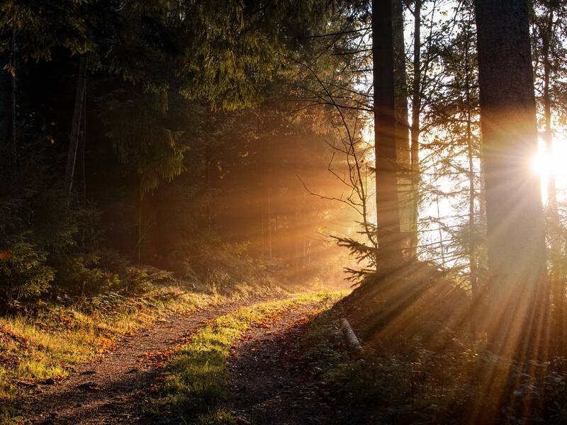 Wald im Sonnenlicht