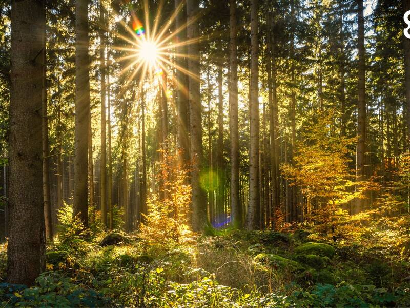 Foto von einem sonnigen Wald